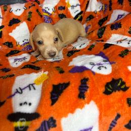 Bentley - Cream male Dachshund puppy in Lake City, Florida from My Ditzy Doxies of Florida