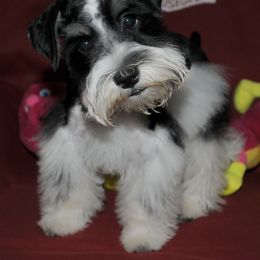 Miniature Schnauzer Puppies from Parti-Tyme Miniature Schnauzers