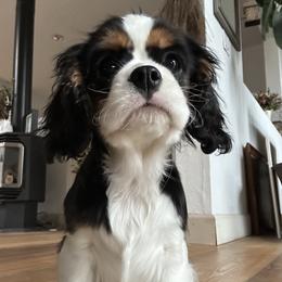 Cavalier King Charles Spaniels from Kozy Cavaliers
