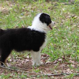 Jason - Black tri-color male Australian Shepherd puppy in Hammond, Louisiana from Gold Ring Australian Shepherds