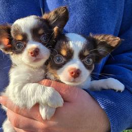 Mercedes - Silver and white female Chihuahua puppy in Amity, Pennsylvania from Baxters Chihuahuas