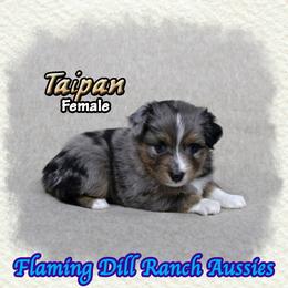 Taipan - Blue merle female Toy Australian Shepherd puppy in Forestburg, Texas from Flaming Dill Ranch Aussies
