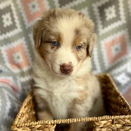 Foxglove - Red merle male Australian Shepherd puppy in Clover, South Carolina from Jo’s Aussies