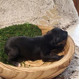 Banyan - Black male Whippet puppy in Davenport, Iowa from Whippety Split