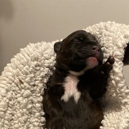 Rogue - Brindle and white Staffordshire Bull Terrier puppy in Austin, Texas from Wheeler's Staffys