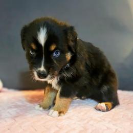 Glory - Black tri female Miniature Australian Shepherd puppy in Owensboro, Kentucky from JnT's Bluegrass Mini Aussies