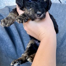 Bernedoodle Puppies from Crider’s Critters