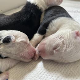 Old English Sheepdog puppies from Jenn's Old English Sheepdogs