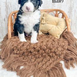 Homer - Tri-color male Bernedoodle puppy in Otisville, Michigan from Danie’s Darling Doodles LLC