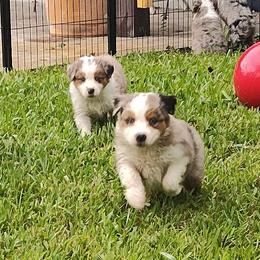 Australian Shepherds from Burning Heart Aussies