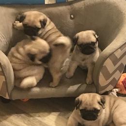 Pug Puppies from Pickwick Pugs