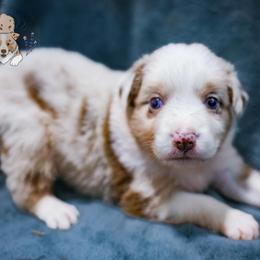 Boudon - Red merle male Australian Shepherd puppy in Hearne, Texas from Wigglebutts Unlimited