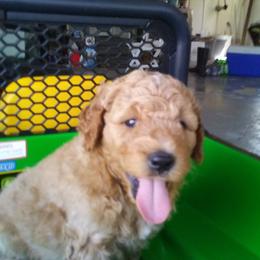 Assorted Doodle Crosses Puppies from Southern Star Goldendoodles