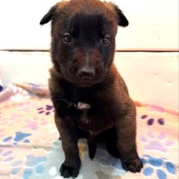 Yellow Collar - Mahogany male Belgian Malinois puppy in Trenton, Georgia from Laeknir K9