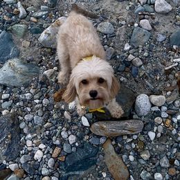 Cavapoos from Daisy’s Cuddly Cavapoo