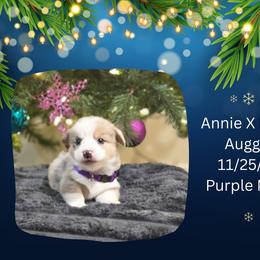 Purple Male - Blue merle and white male American Corgi puppy in Campbellsburg, Indiana from Kates Corgis