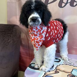 Toby - Parti male Poodle puppy in Mobile, Alabama from Semmy’s Standard Poodle LLC