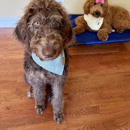 Labradoodle Puppies from Dotsie's Doodles