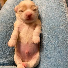 Theo - Cream male Chihuahua puppy in Red Bluff, California from Lane’s Little Long Coats