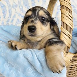 Checkers - Dapple male Dachshund puppy in Grants Pass, Oregon from vom Treuen Wachter