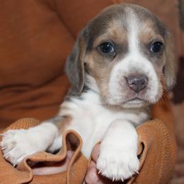 Blue Silver tri color girl Nellie - Blue tan and white female Beagle puppy in Spring Creek, Nevada from Badland Kennel