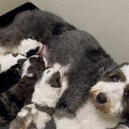 Bernedoodle puppies from Cahaba Farms Doodle, Co.
