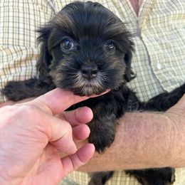 Max - Black and tan male Havanese puppy in Melba, Idaho from Lawson Havanese