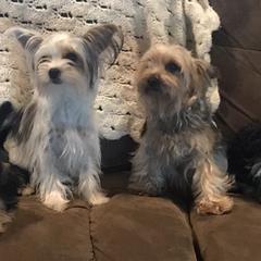 Yorkshire Terriers from Angela's Yorkies