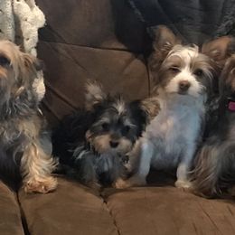 Yorkshire Terriers from Angela's Yorkies