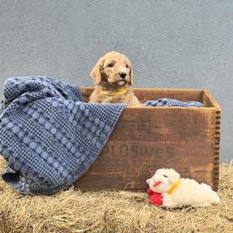 'Pistol': Muddy Foots Quick Draw - Apricot female Poodle puppy in Orlando, Florida from Sabrina Beck