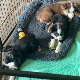 Toy Australian Shepherd puppies from Royal Spur Aussies