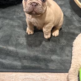 Athena - Fawn and white female French Bulldog puppy in Chula Vista, California from House of Pugs and French BullDogs