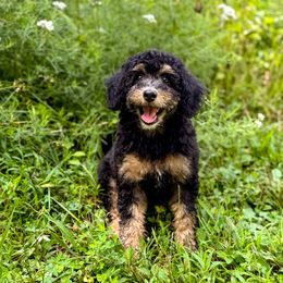 Black Widow - female Australian Mountain Doodle puppy in Pittsburgh, Pennsylvania from WestPenn Doodles LLC