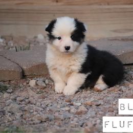 Scott Conant - Black and tan male Pembroke Welsh Corgi puppy in Stilwell, Oklahoma from Barton Farms Corgis