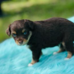Blaze - Red tri male Miniature Australian Shepherd puppy in Granbury, Texas from Texas Miniature Aussies