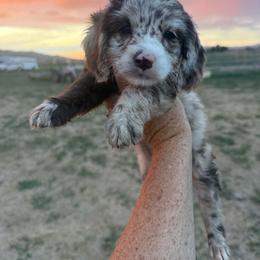 Crepe - Parti female Springerdoodle puppy in Clifton, Idaho from Little Mountain Springers, Springerdoodles & Poodles