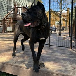 Zoeii - Cane Corso