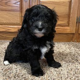 Forrest - Bernedoodle puppy in Pellston, Michigan from MiniDoodleMama