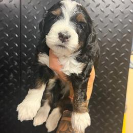 Hudson - Tri-color male Bernedoodle puppy in Horseshoe Bend, Idaho from Over the Moon Poodles and Doodles