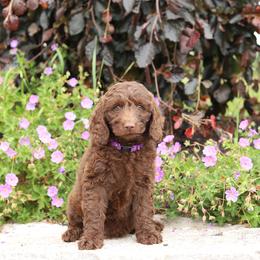 Purple - Chocolate female Australian Labradoodle puppy in Williamstown, New York from Lewis Manor Labradoodles