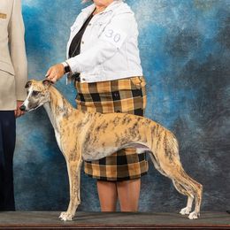 Akita and Whippets from Pecan Grove Akitas & Whippets