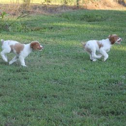 Brittany Puppies from Tail'Z End Kennels