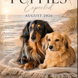 Dachshund puppies from Seaside Doxies