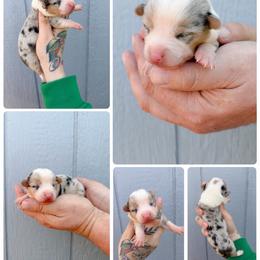 Scout - White merle male American Corgi puppy in Solon Springs, Wisconsin from Werpstead Shorties