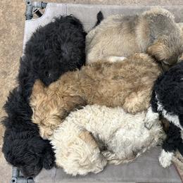 Bernedoodle Puppies from Nana’s Doodles
