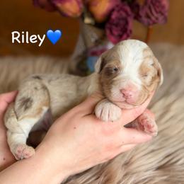 Riley - Red merle male Aussiedoodle puppy in Lancaster, Minnesota from Finney Ranch