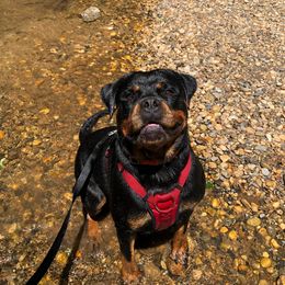 Rottweiler Puppies from Bronx Von Bridges Rottweilers