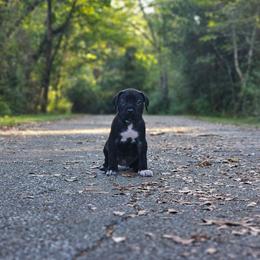 Alduin (Blue Collar) - Black male Cane Corso puppy in Houston, Texas from Zenith Cane Corso