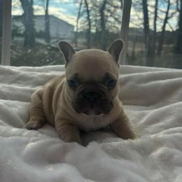 Sugar - Fawn female French Bulldog puppy in Salisbury, Maryland from 77 Frenchies Maryland