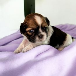 AKC-Sunny - Tricolor Shih Tzu puppy in Mooresville, North Carolina from Juji Shih Tzu
